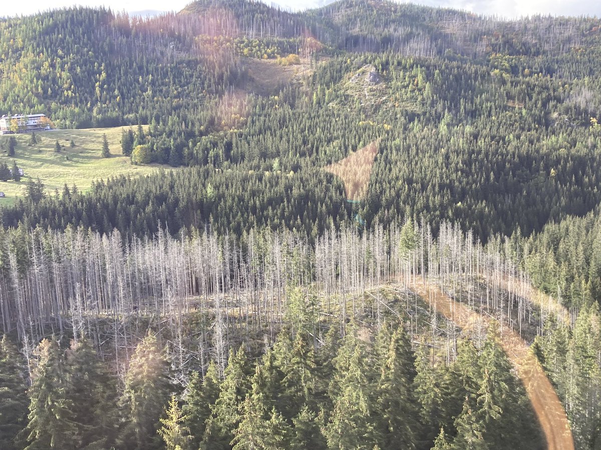 Sad to see first hand the damage to Spruce by the bark beetle in Poland’s Tatra mountains. Emphasising the need for vigilance! <a href="/thebswgroup/">BSW Group</a> <a href="/TilhillForestry/">Tilhill Forestry</a> <a href="/scotforestry/">Scottish Forestry</a> <a href="/forestsandwood/">Confor</a> and yes, I have cleaned all my clothes and boots!