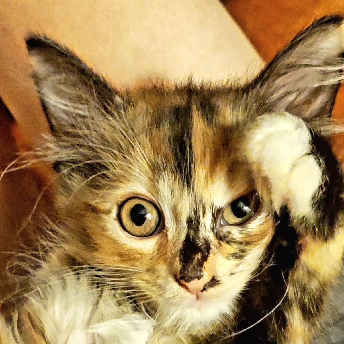 EBAinLA's tweet photo. Brown Sugar: 'OH! Is it too late to pledge my support?'
Me: 'Nope, tap below to learn more abit my Race for the Rescues and help me rescue and care for the most vulnerable kitties born on the mean streets of Los Angeles'

https://t.co/4slvdAygWr https://t.co/iB3MlJwTEU