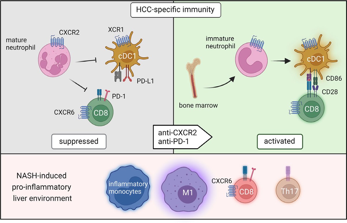 #GUTImage from the paper

"Immature neutrophils bring anti-PD-1 therapy in NASH-HCC to maturity"

via bit.ly/3qBU4jx

#LiverTwitter #NASH #HCC