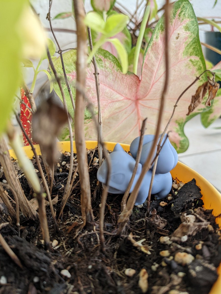 CarallBlack's tweet photo. #Floktober (le défi consiste à poster une création de notre choix par jour durant le mois d'Octobre, basé sur la liste d' @AngleDroit_ ) - Thème jour 3 (03/10/2022) : "Mini jungle" low effort photos mais ya des jours sans hein 🧐 https://t.co/SIojyqa0m0