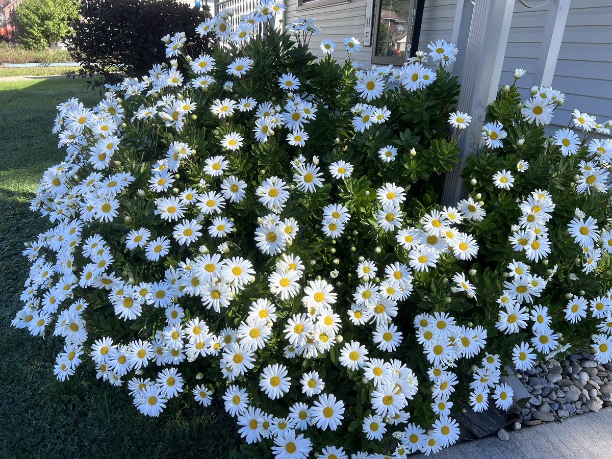 My daisy bush is in full bloom!