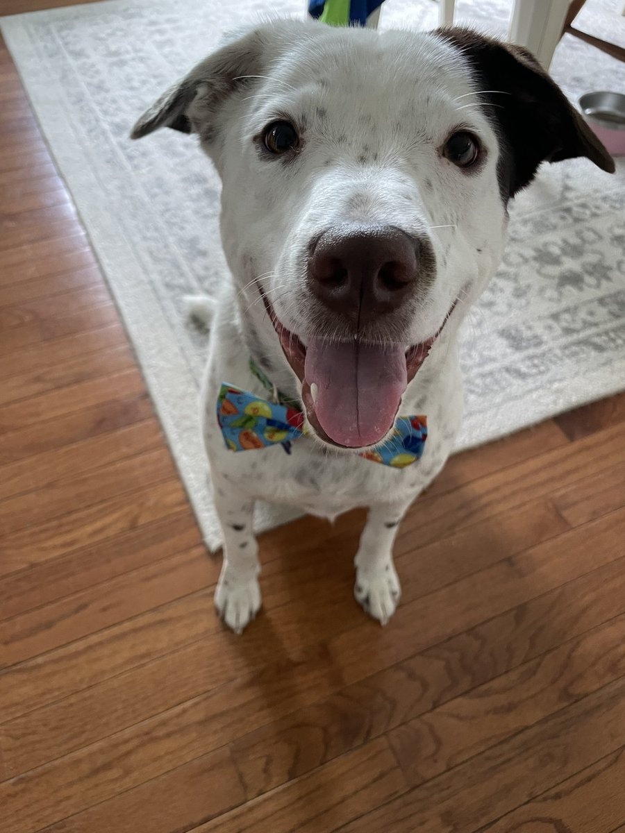 smcquil's tweet photo. @dog_rates @subaru_usa This is Andy. A kind woman found him at 2 months old roaming around a trailer park in TX and helped get him transported to an amazing no kill shelter in PA (Lamancha Animal Rescue). He’s a goofy love bug and smiles all the time #MakeADogsDay @dog_rates https://t.co/0Pm3GJnGzj