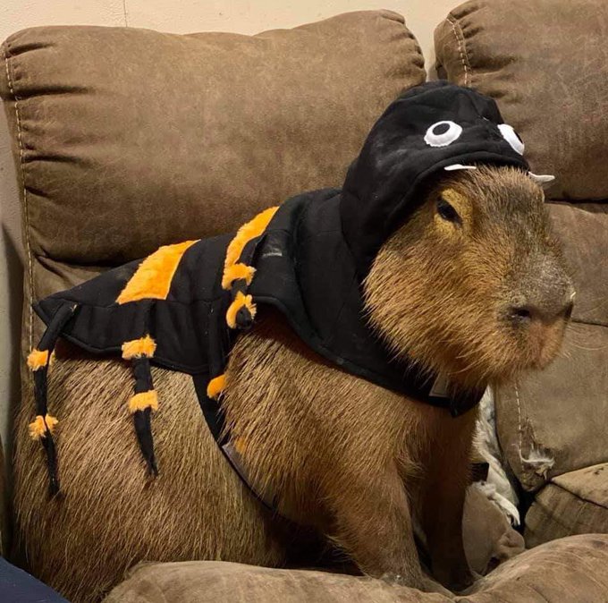 capybara  