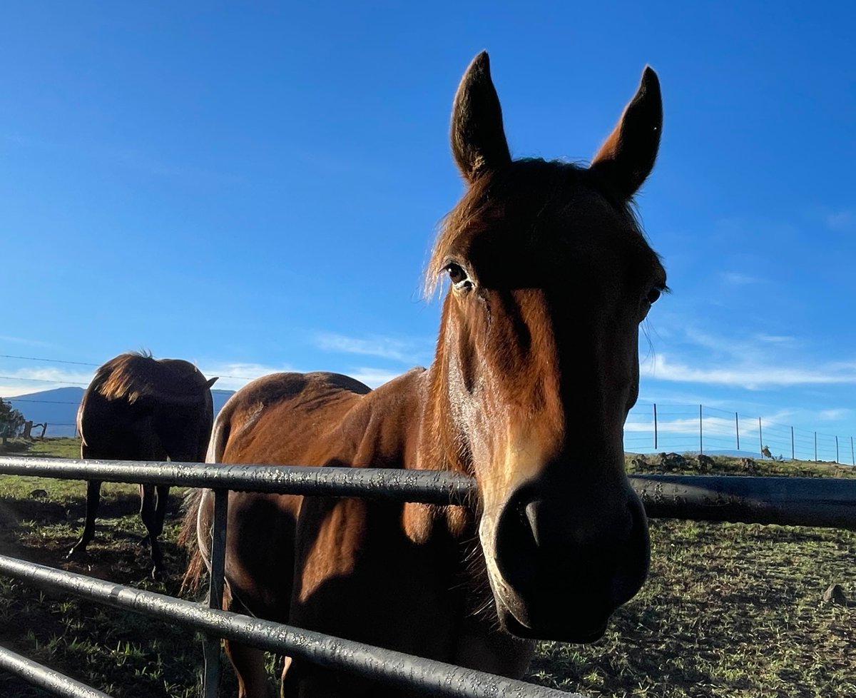 parkerranchinc's tweet photo. Aloha Kakahiaka! Good Morning! Have a good week! #waimea #maunakea #horses https://t.co/y3e5OZWfcq