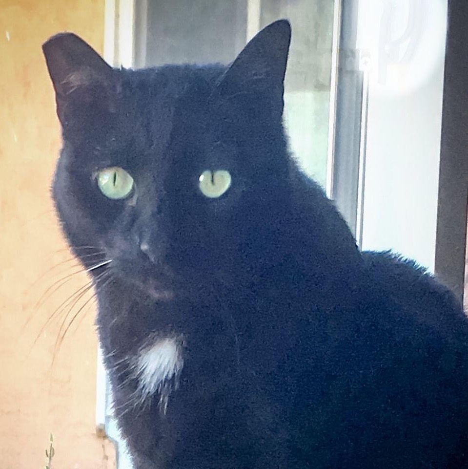 😇🌈 Angel Cpl Spencer #ZSHQ 😺 tweet media