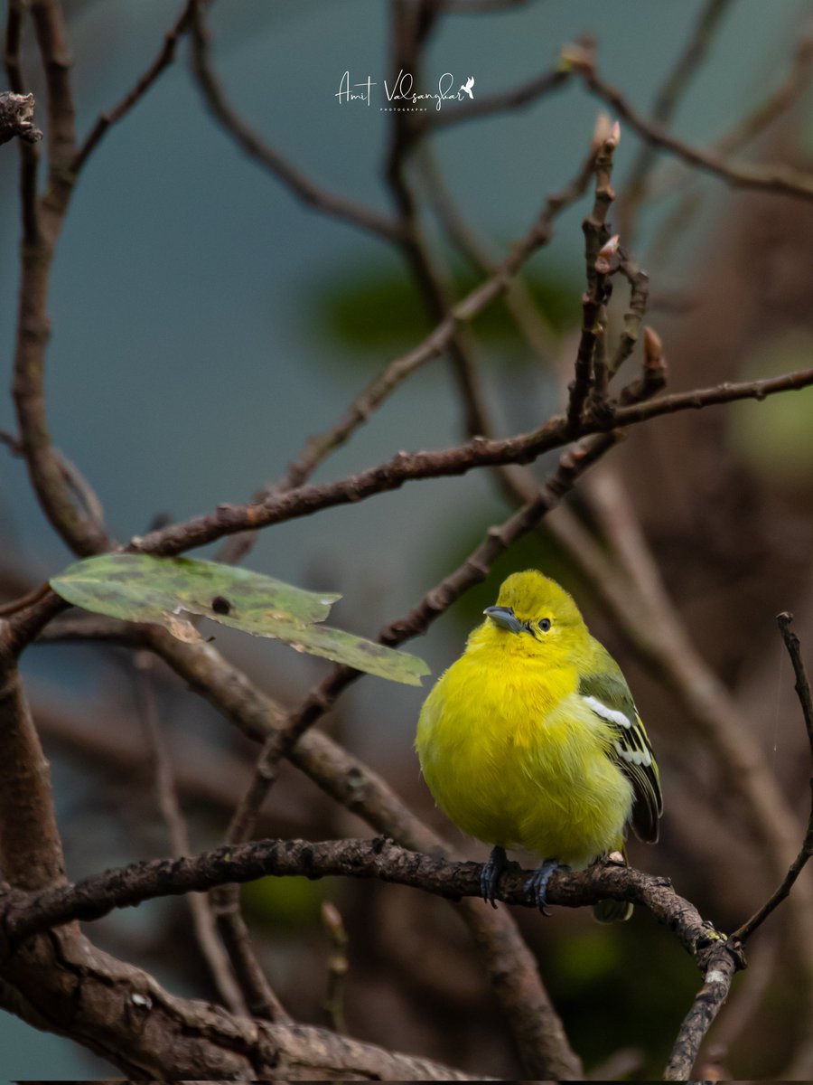 amit_valsangkar's tweet photo. Common Iora...😍#NaturePhotography
#commoniora #iorabird #smallbird #IndiAves #TwitterNatureCommunity #BBCWildlifePOTD #BirdsSeenln2022 #ThePhoto #natgeoindia   @NatureIn_Focus @BBCEarth #wildlife @PLANETEARTH @AnimalPlanetIn @nature_org @AnimalPlanet @DiscoveryPlus @WildlifeMag https://t.co/LMIxpJGJJh