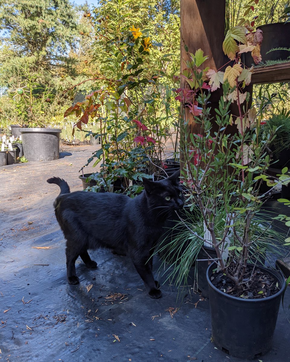 andaheadband's tweet photo. I met the resident cats at Echo Valley Natives (a nursery in Sandy, OR) and now I want to go there every day to pet cats and buy plants.

😻🌻😻 https://t.co/gs8UtAzrhT