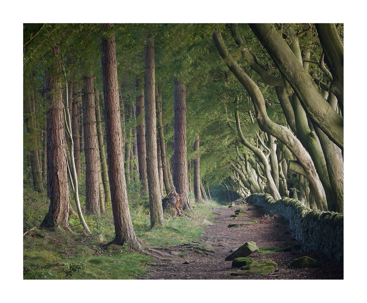 MartinLevers's tweet photo. Lovely bit of woodland in the Peak District, one from a visit there last week. #peakdistrict #peakdistrictnationalpark #woodland #autumn https://t.co/PF3q8rid3f