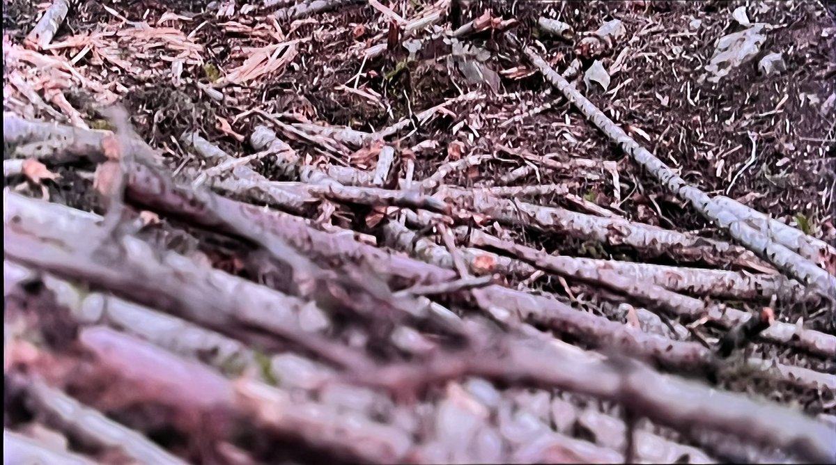 Maritimegeek's tweet photo. .@DraxGroup receiving billions in UK green subsidies while seemingly cutting down important primary forest to make wood pellets? Questions need to be asked NOW #Panorama #greenwashing @KwasiKwarteng #Draxgreenwashing @BBCPanorama https://t.co/C4lUflJWTM