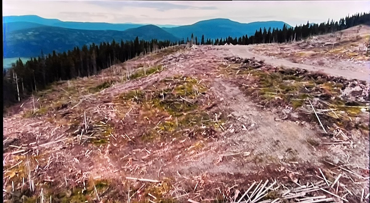 Maritimegeek's tweet photo. .@DraxGroup receiving billions in UK green subsidies while seemingly cutting down important primary forest to make wood pellets? Questions need to be asked NOW #Panorama #greenwashing @KwasiKwarteng #Draxgreenwashing @BBCPanorama https://t.co/C4lUflJWTM