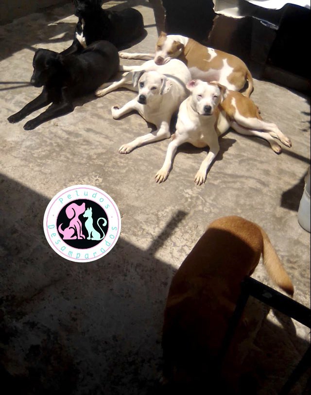 Plu2Desampara2's tweet photo. .@Plu2Desampara2 Chicos! Ya es 3 y aún no hemos pagado la renta del albergue, necesitamos de tu ayuda para seguir dando hogar a 120 peludos, nos dan una patita de apoyo? https://t.co/iviNikl1zM