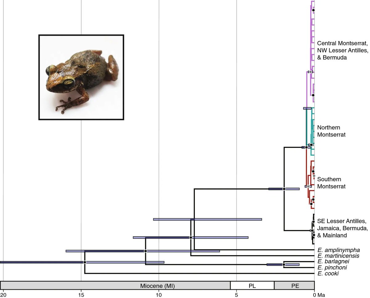 Biological Invasions (@bioinvasions) on Twitter photo The widespread and commonly introduced Caribbean frog Eleutherodactylus Johnstone, with a previously unknown native range, is endemic to Montserrat: buff.ly/3IG14UD
<a href="/MichaelLYuan/">Michael Yuan</a> The widespread and commonly introduced Caribbean frog Eleutherodactylus Johnstone, with a previously unknown native range, is endemic to Montserrat: buff.ly/3IG14UD
<a href="/MichaelLYuan/">Michael Yuan</a>