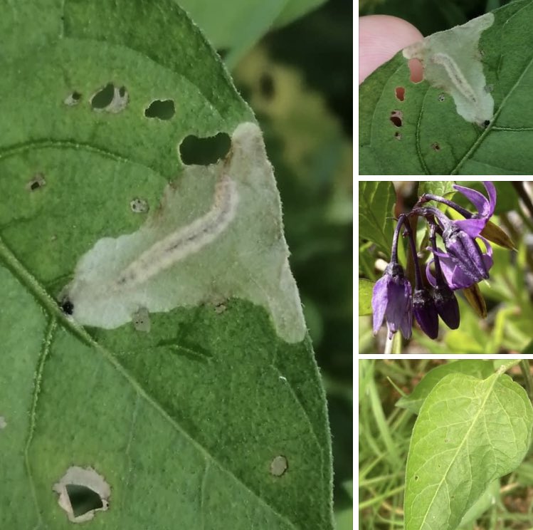 Bittersweet, Solanum dulcamara. Look out for the leaf mine of the micro moth Acrolepia autumnitella. The mine is a translucent blotch and the larva maybe visible