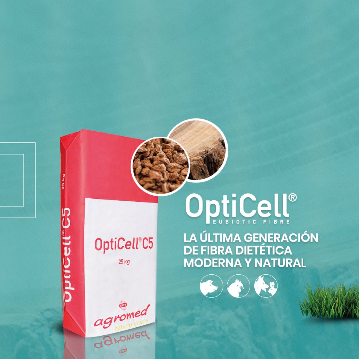 PROBACSA's tweet image. OptiCell® |🐓🐖🐕
—————-
La última generación de fibra dietética moderna y natural 

• Favorece la salud intestinal al tener un efecto positivo sobre la microbiota, reduciendo el riesgo de enfermedades intestinales, estreñimiento y diarrea.
• Mejora la absorción de nutrientes.