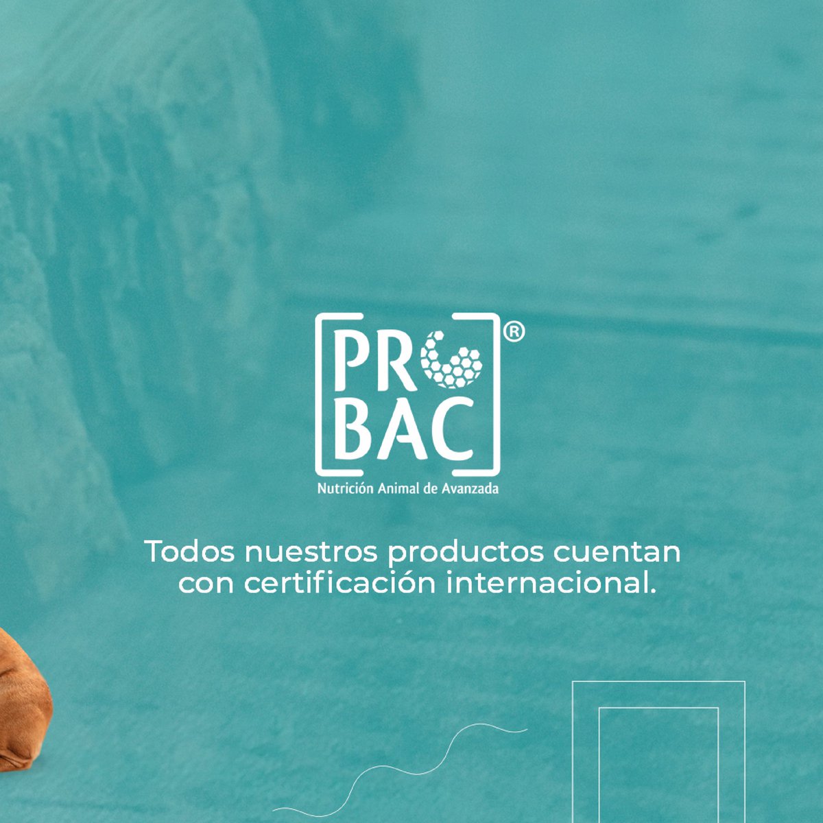 PROBACSA's tweet image. OptiCell® |🐓🐖🐕
—————-
La última generación de fibra dietética moderna y natural 

• Favorece la salud intestinal al tener un efecto positivo sobre la microbiota, reduciendo el riesgo de enfermedades intestinales, estreñimiento y diarrea.
• Mejora la absorción de nutrientes.