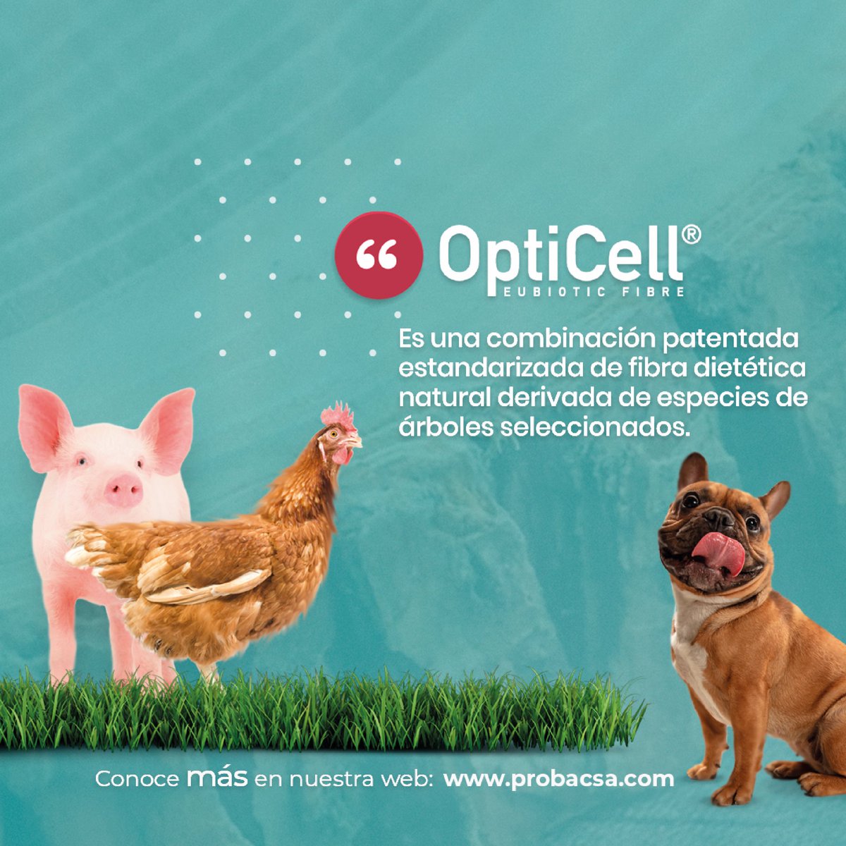PROBACSA's tweet image. OptiCell® |🐓🐖🐕
—————-
La última generación de fibra dietética moderna y natural 

• Favorece la salud intestinal al tener un efecto positivo sobre la microbiota, reduciendo el riesgo de enfermedades intestinales, estreñimiento y diarrea.
• Mejora la absorción de nutrientes.