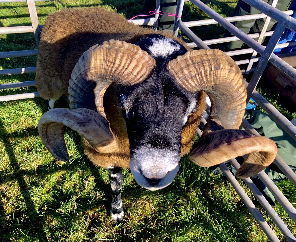 Berwickshire1st's tweet photo. Wool intrinsic to Scottish Borders, the source of our early wealth &amp; created fantastic legacy of abbeys, towns &amp; landscapes
Still important- we still produce some of the finest fabrics &amp; products on the planet &amp; the #homeoftweed #lovatmill
#scotlandstartshere https://t.co/YGaqapIHtj