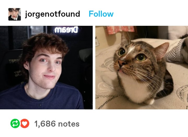 websxii's tweet photo. thread of wholesome reactions from tumblr <3 https://t.co/Jx119RKL8v