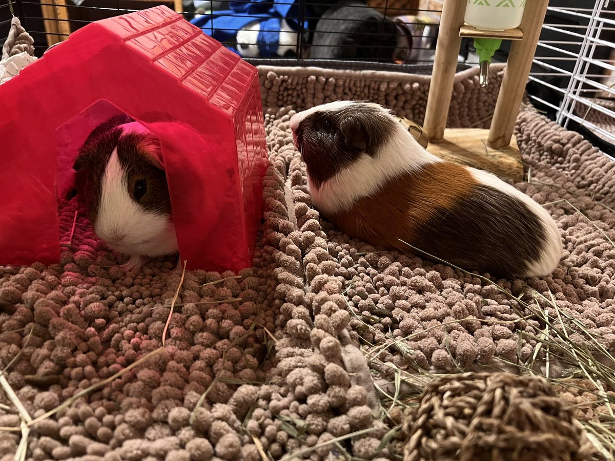 TheGuineapigjournal tweet media