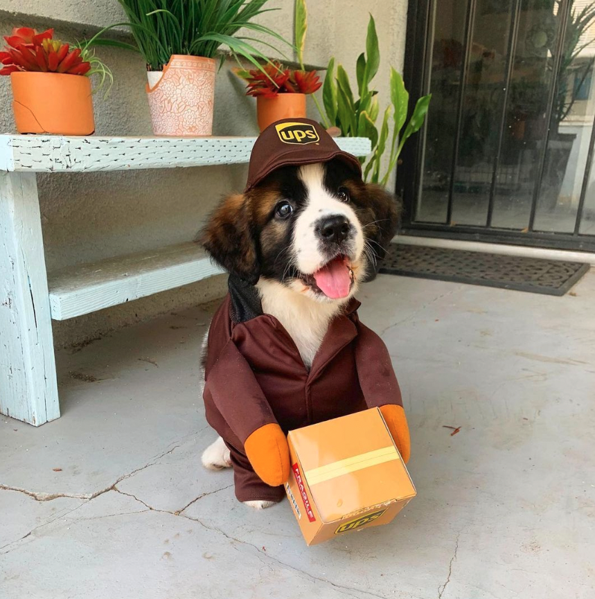 UPS_Canada's tweet photo. Our newest delivery drivers are sure to bring a smile to your face!
#UPSdogs #UPScats #petlovers https://t.co/4z25LN0IVa