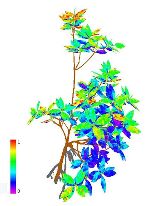 insilicoplants's tweet photo. Simulating #mangrove light interception
@uniGoettingen @WURplant #GroIMP
Research: https://t.co/iK86g50ejG
Story: https://t.co/vkyJQs5xNt via @botanyone https://t.co/Gg9jqL3OaC
