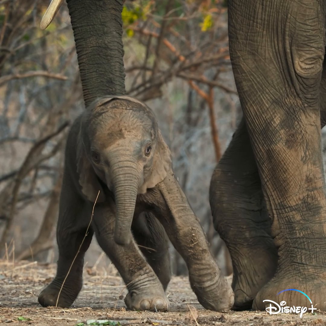 National geographic tv on twitter these incredible animals do