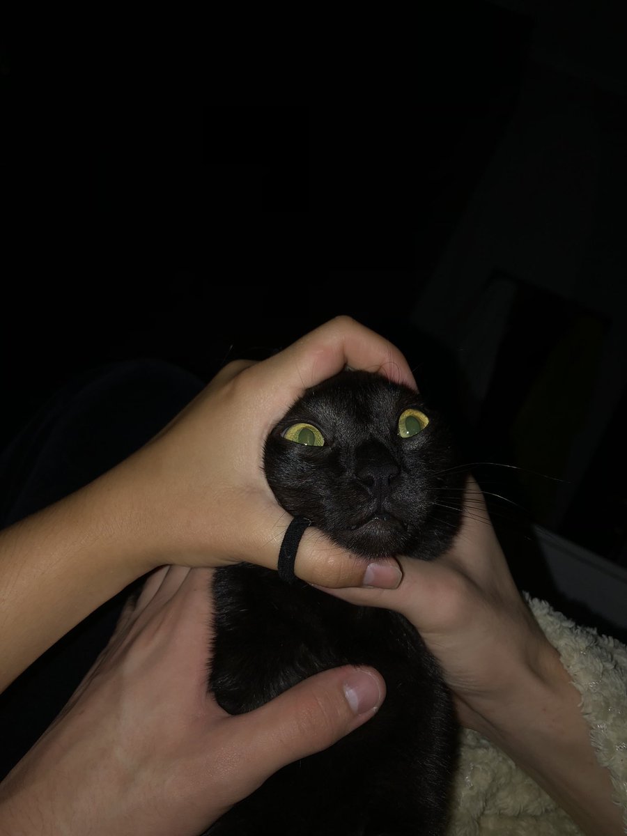 CatsHeld's tweet photo. https://t.co/J5bdAOztVJ