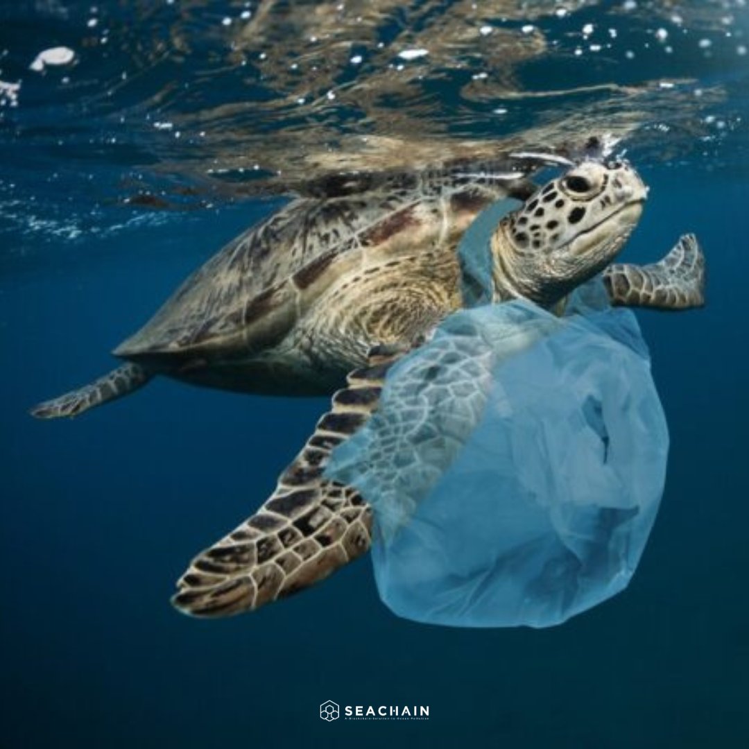 Turtles and seabirds are the most harmed by mistaking plastic bags for food in the food chain, such as living waters and small organisms. We must properly dispose of our garbage to avoid harming marine animals.