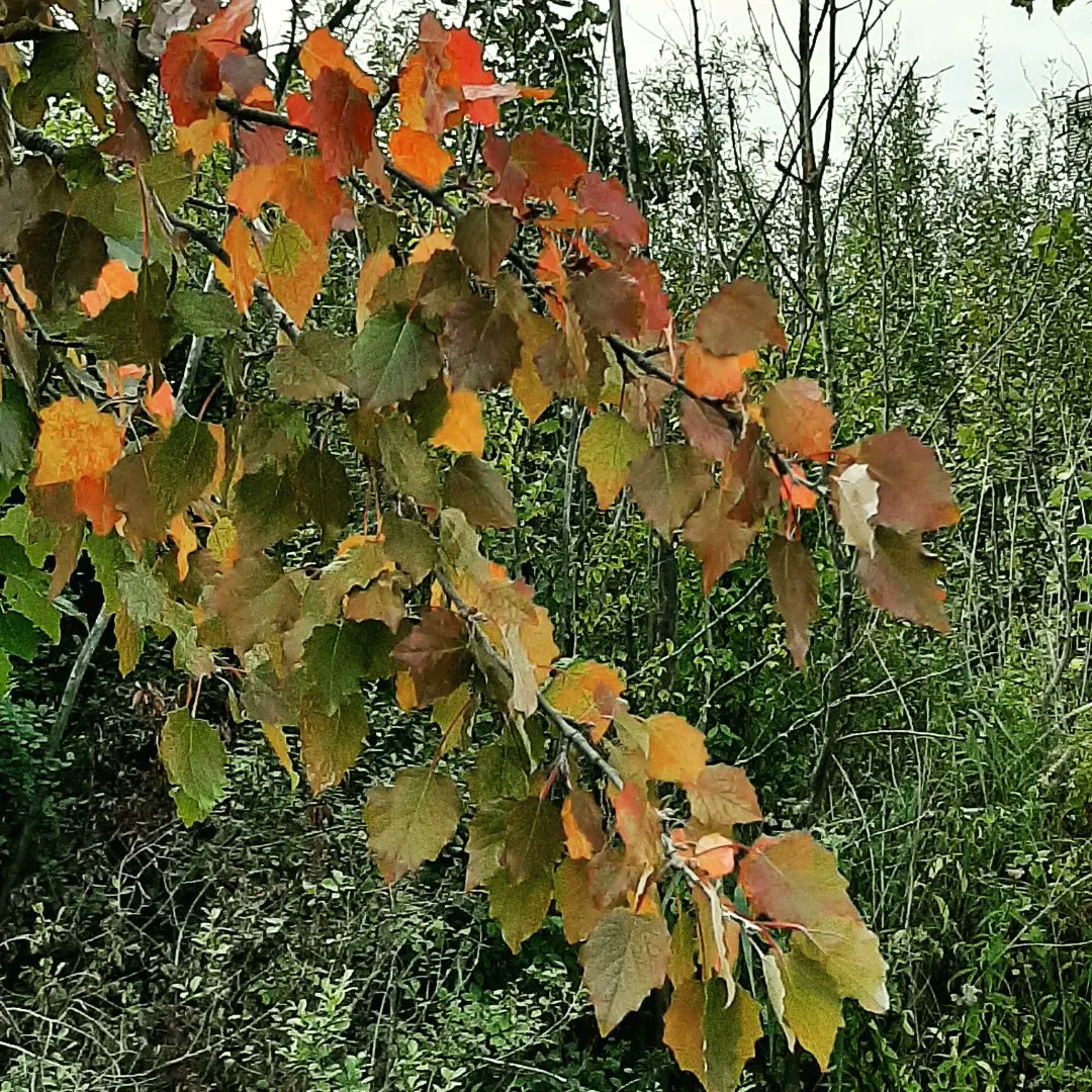 HERFST - er is weer volop kleur te vinden buiten! #grauweabeel #Populuscanescens #herfstkleuren