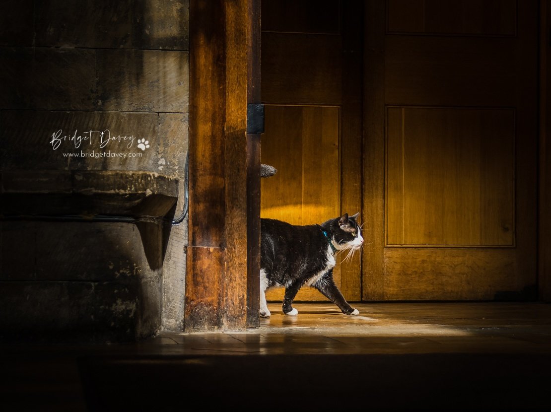 The light shines in the darkness, and the darkness did not overcome it. Stunning pic by <a href="/bdavey_photo/">Bridget Davey</a> 😽😽 #CatsOfTwitter