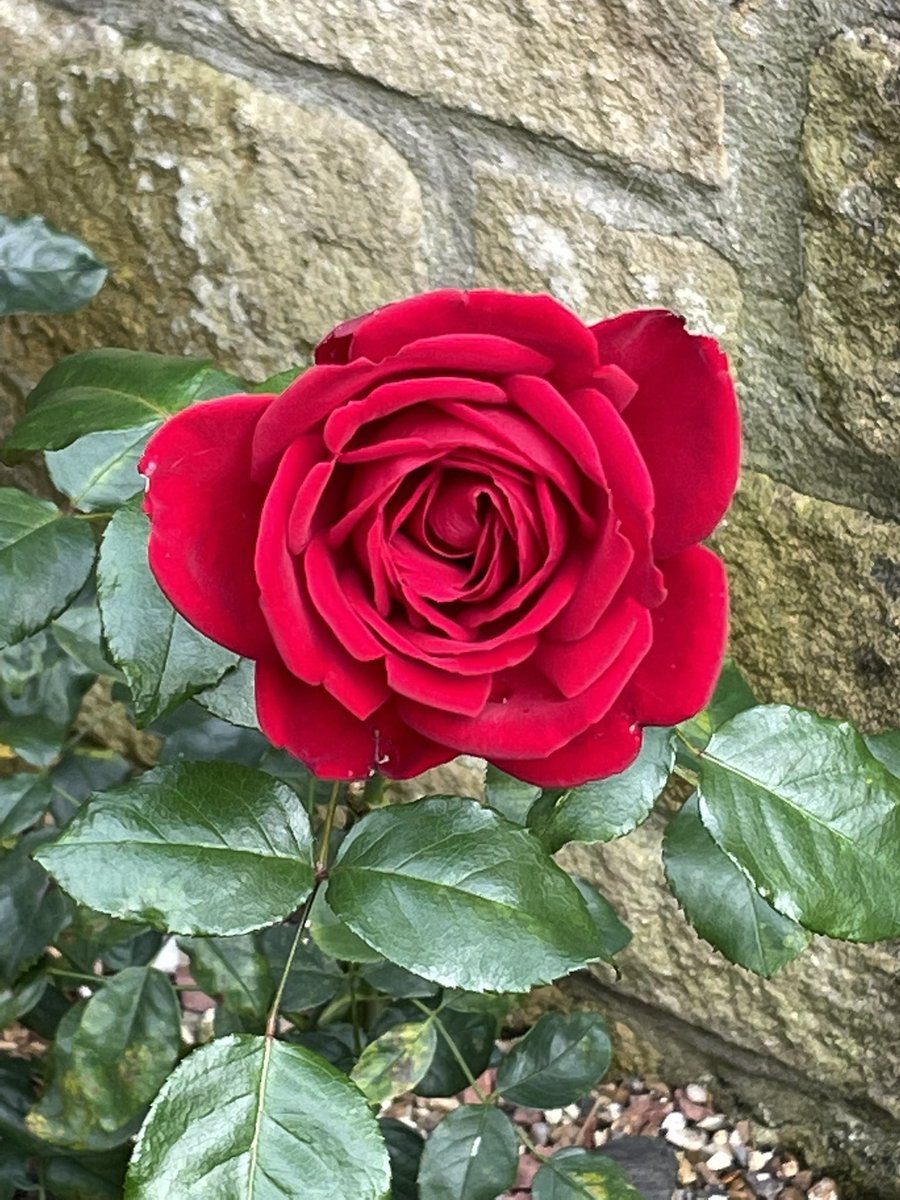 And thus the rose 
with perfect bloom
unwavered though it be 
winter soon 
#poetry #micropoetry #poem