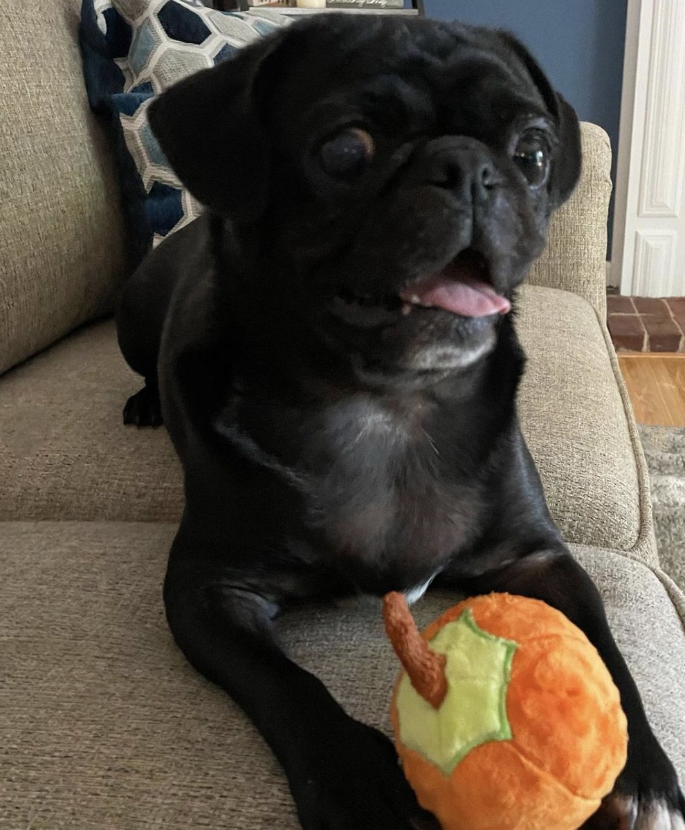 PugBoxes's tweet photo. We're getting into the spirit of #spookyseason with all of our pug pals! 🎃👻🍬🧡🍁 The adorable Oscar and Porkchop are having fun with their #Pumpkin Party #PugBox this month!

Visit https://t.co/Yjuy9bhAiO to join the pumpkin fun! 
#pugs #puglife #Halloween #fall #fallvibes https://t.co/fOBYz1WoX6