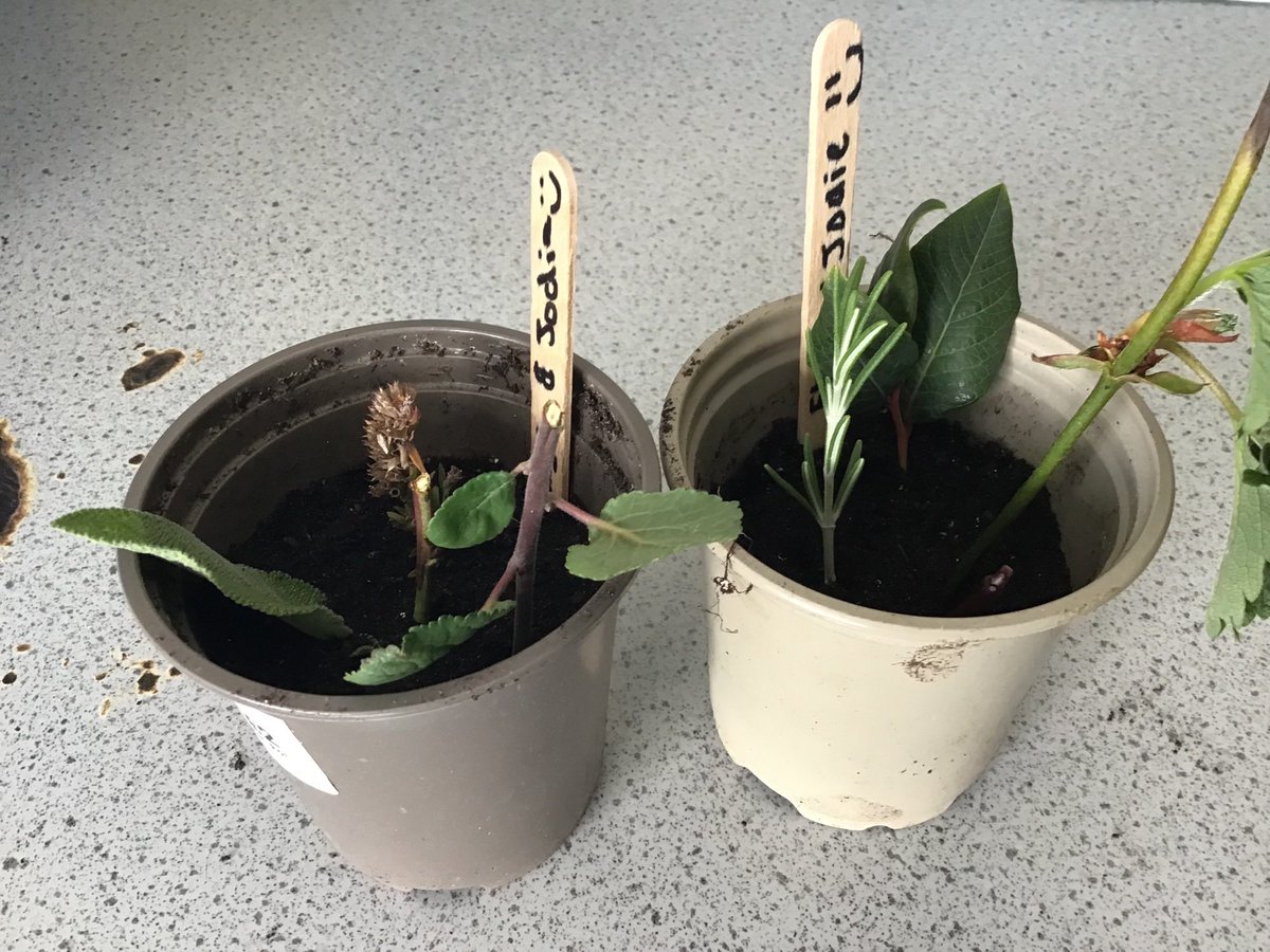 bruntcliffeacad's tweet photo. 11a1 Science have gone beyond the curriculum &amp; enjoyed preparing their own plant cuttings using our own school allotment.We're looking forward to a new selection of herbs, strawberries &amp; plum trees. Thanks for the Support from @MorleyGlassGlaz Green Vision Fund! #community https://t.co/cj0IBWvdjE