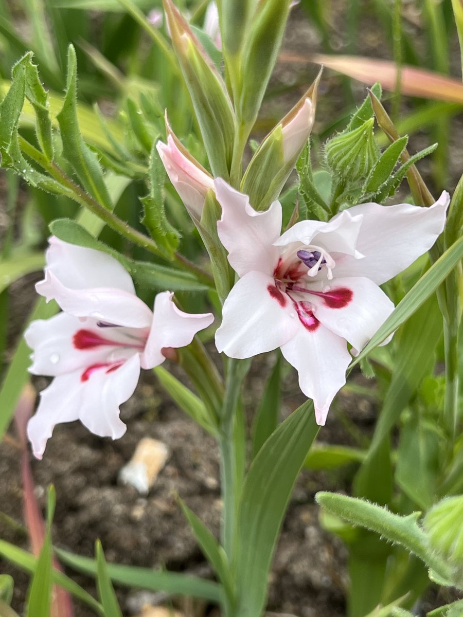 Hello flower friends from this painted lady gladiolus (Gladiolus carneus), native to SAfrica. #flowers #wildflora #nature #indigenous