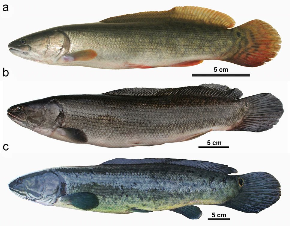 FishInTheNews's tweet image. New research - Phylogenomic analysis of the #bowfin (#𝐴𝑚𝑖𝑎 𝑐𝑎𝑙𝑣𝑎) reveals unrecognized species diversity in a #LivingFossil lineage
🔓 @Nature - go.nature.com/3C4jwU3