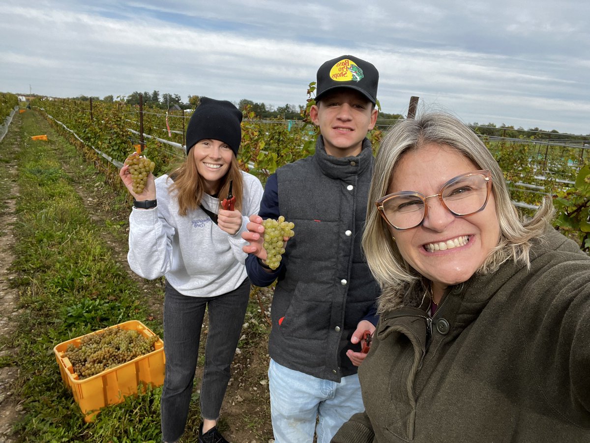 Official family initiation to Prince Edward County — annual fall Chardonnay harvest <a href="/TrailEstateWine/">Trail Estate Winery</a> 🍇 #DiscoverON