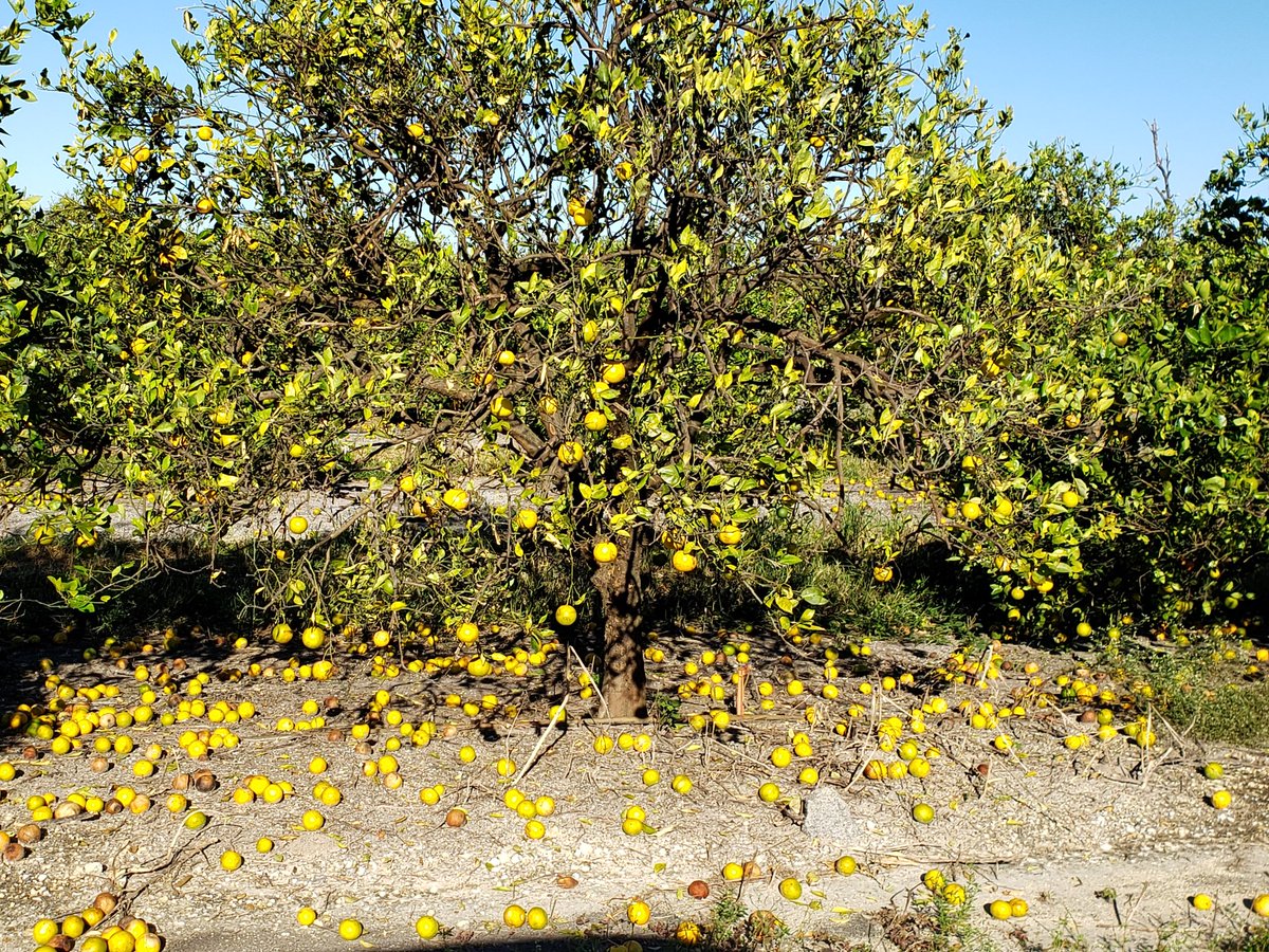 Ian was rough on citrus in SW Florida