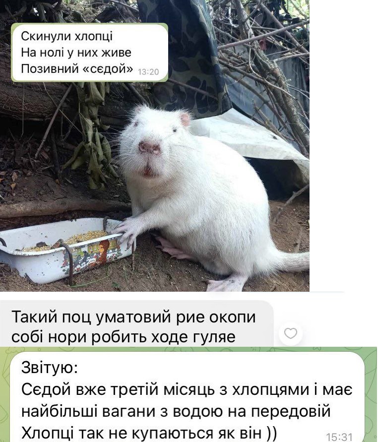 Nick Dmytriiev tweet media