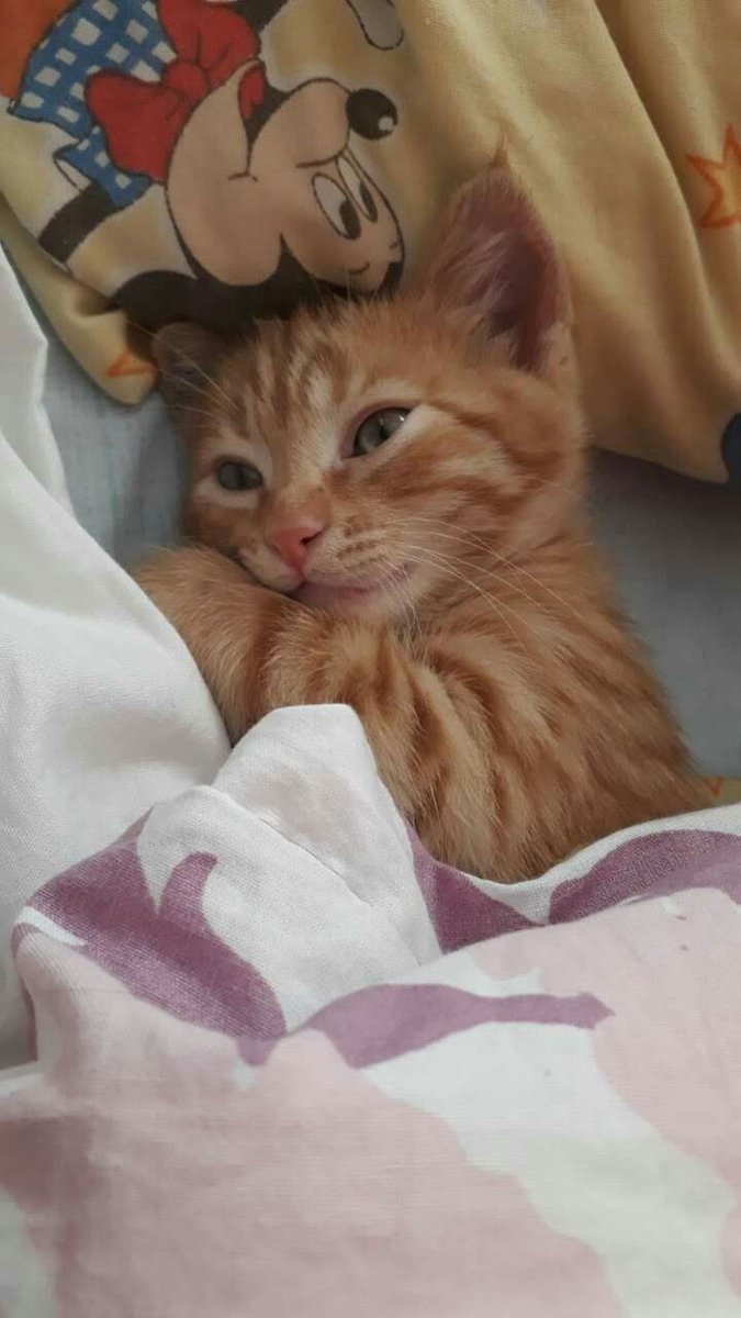 Toca dormir la siesta con la cosita esta.