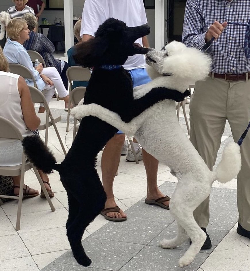CCPVB's tweet image. The Wednesday night at 6 pm bring your furry, feathered, finned, or scaled companions to the courtyard at Christ Church for a special blessing at our St. Francis Day celebration!