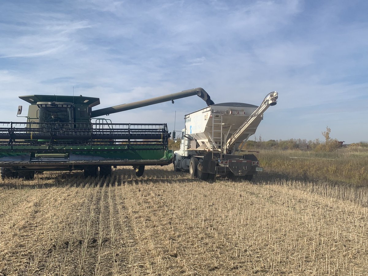 Beauty October day for weighing a Roundup Ready trial. <a href="/CanterraBret/">Bret</a> @jimmileejackson <a href="/Badsmoke23/">Mayson Maerz</a> <a href="/KelseyBiro/">Kelsey Biro</a>