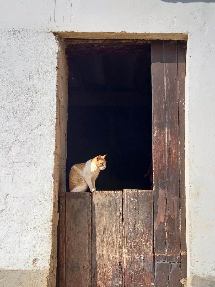 lakukula's tweet photo. Nuestra fotografía para la semana #40de52 del proyecto de @mongeleon con el tema #animalesdecompañia es este gato adormecido que toma el sol plácidamente en la puerta de un corral en algún lugar del prepirineo navarro. https://t.co/ppDzgPoaWW