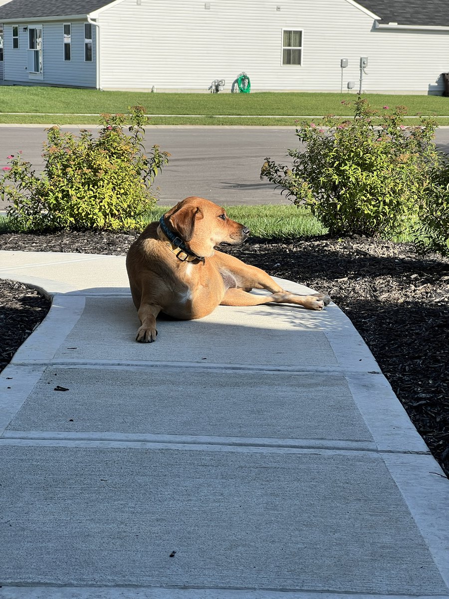 rubyist's tweet photo. @dog_rates @subaru_usa This is Lucy! We rescued her 6 years ago. She’s spent the last year+ going through a painful diagnosis of a tumor in her elbow that lead to amputation. She still moves with the best of ‘em and continues to enjoy basking in the sun! https://t.co/XWO6x3CXMx