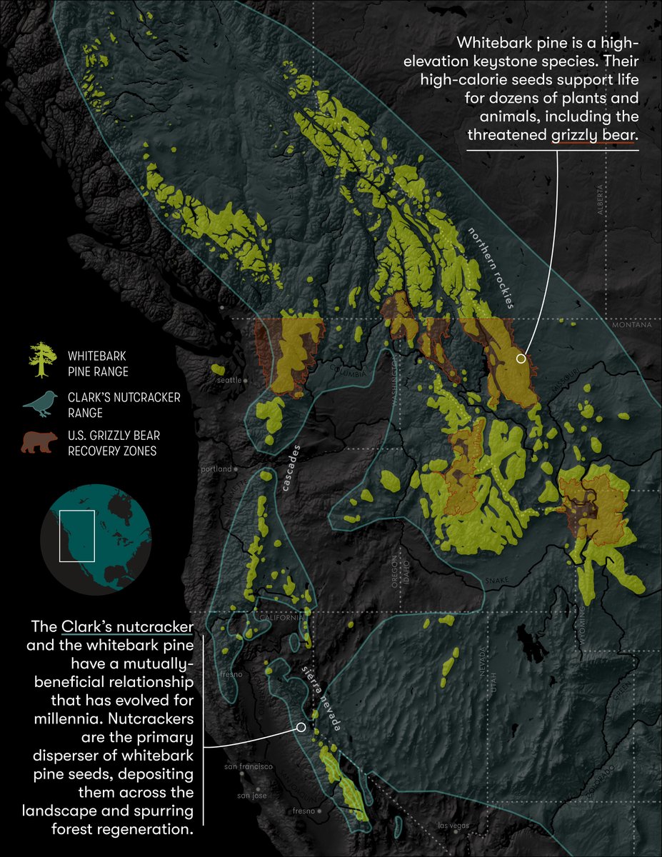 Jad Daley (@jaddaley) on Twitter photo What's #reforestation got to do with #biodiversity? It's like this: Replanting the threatened whitebark pine = fat-rich food for wildlife across our western 🏔️, including grizzly🐻. Learn more: whitebarkfound.org/wildlife/#:~:t…
<a href="/AmericanForests/">American Forests</a> <a href="/WhitebarkFound/">Whitebark Pine Ecosystem Foundation</a>
<a href="/1t_org_US/">1t.org US Chapter</a> <a href="/US_N4C/">US Nature4Climate</a> #COP15 What's #reforestation got to do with #biodiversity? It's like this: Replanting the threatened whitebark pine = fat-rich food for wildlife across our western 🏔️, including grizzly🐻. Learn more: whitebarkfound.org/wildlife/#:~:t…
<a href="/AmericanForests/">American Forests</a> <a href="/WhitebarkFound/">Whitebark Pine Ecosystem Foundation</a>
<a href="/1t_org_US/">1t.org US Chapter</a> <a href="/US_N4C/">US Nature4Climate</a> #COP15