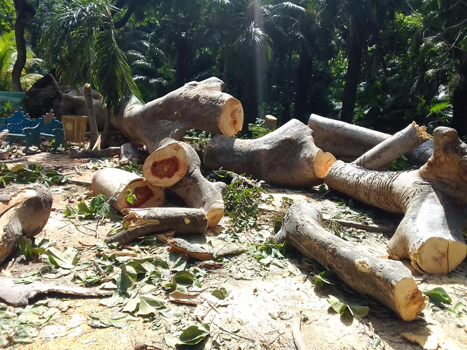 Numerosos arboles fueron derribados por la fuerza de los vientos que azotaron  la capital cubana en las instalaciones de flora y fauna.
Somos el grupo #FFaunaCuba
#CubaZoo
#FuerzaCuba