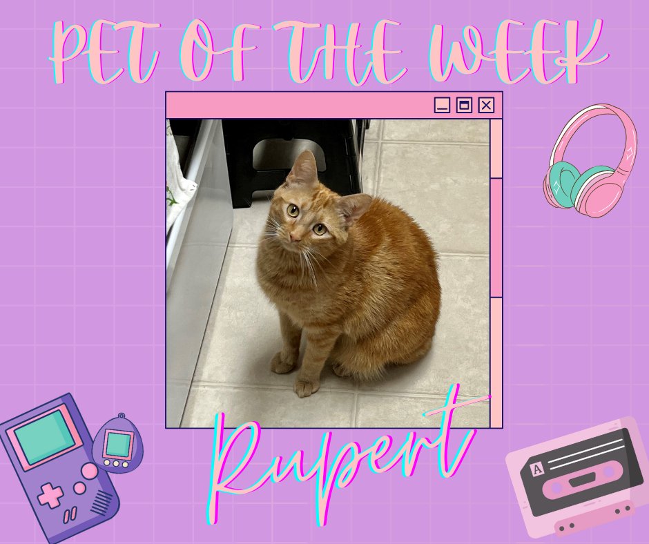 ISchool Help Desk On Twitter This Week s Pet Of The Week Is Rupert ischool-help-desk-on-twitter-this-week-s-pet-of-the-week-is-rupert