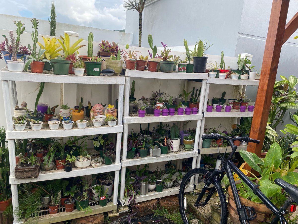 chucaldo's tweet photo. Familia hay una persona muy buena que perdió su trabajo y para ganar un dinero vende suculentas y cactus entre muchas otras cosas. Es de Bairoa, Caguas y se llama Eva. Actualmente está es su única fuente de ingresos. Su número es el 7873604639. Por favor apoyemos a Eva!!! https://t.co/vjQbLzRvdW