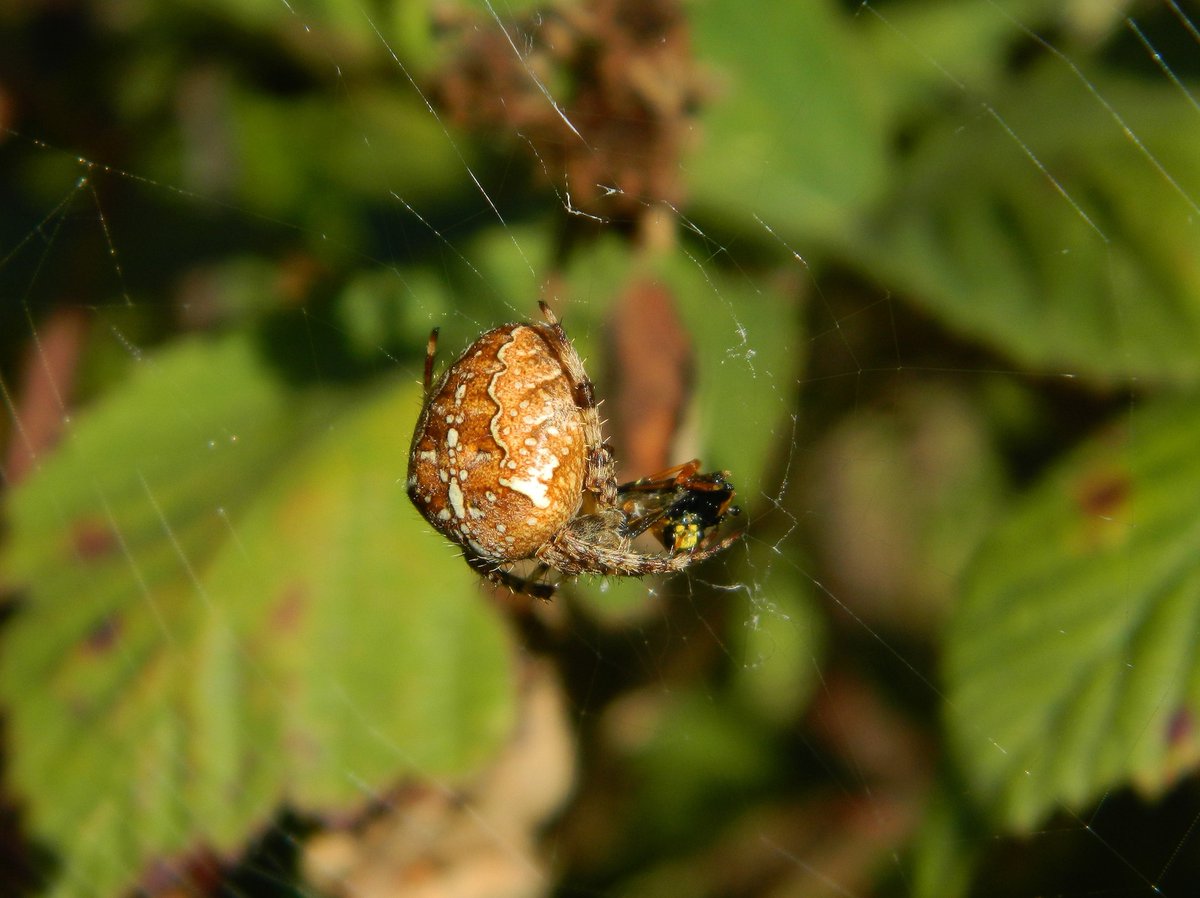 Simply trying to challenge the rubbish that is being shared in newspapers and on social media about #Spiders Our photos just show the reality of Dad, daughter time learning/discovering different colour variations of Araneus diadematus #TunstallHills 2.10.22 💚🕷️#SpidersareAwesome