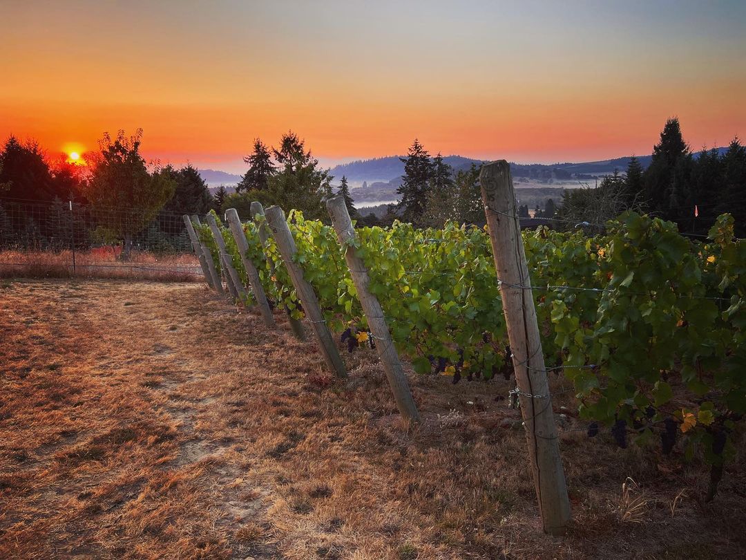 Aurora Colony Vineyards (AuroraColonyVW) / Twitter