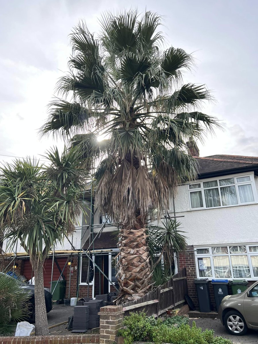 Surrey Palms & Exotics tweet media